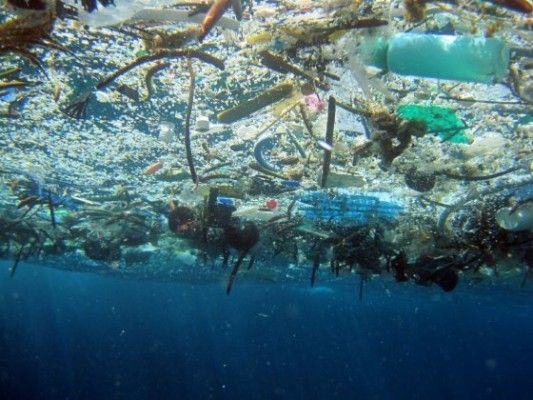 plastica oceano pesci