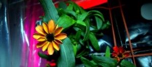 zinnia iss