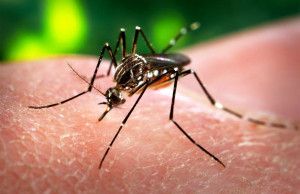 virus Zika
