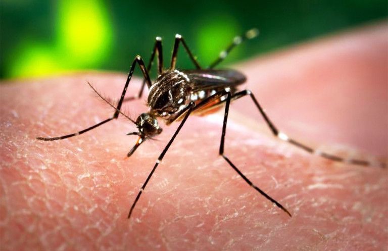 virus Zika