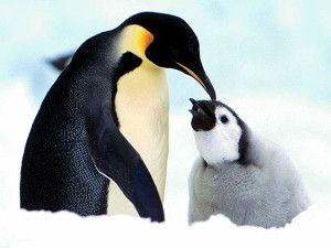 pinguini antartide iceberg