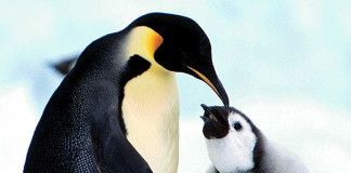 pinguini antartide iceberg