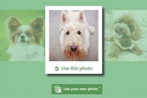 What is your dog?