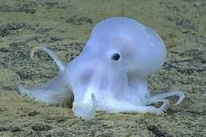 Casper