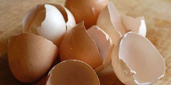 Imballaggi verdi leco plastica del futuro sarà fatta coi gusci d'uovo