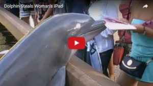 iPad rubato da un delfino
