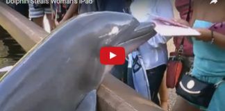 iPad rubato da un delfino