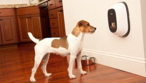 PetChatz