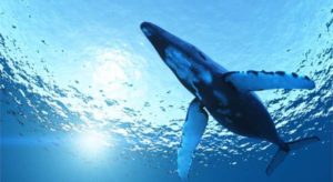 blue whale