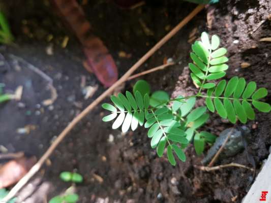 OnePlus-5-Camera-sample1