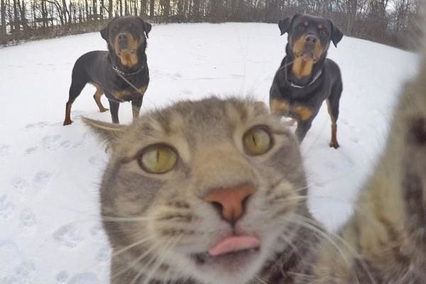 selfie cat