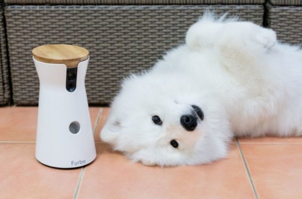 furbo animali