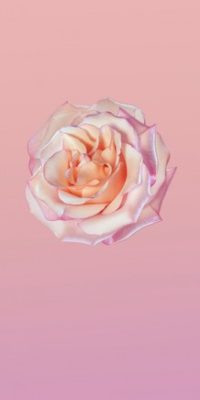 Huawei P20 sfondo rosa