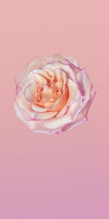 Huawei P20 sfondo rosa Huawei P20 sfondo rosa