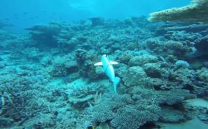 Creato un pesce robotico per condurre ricerche sui fondali marini
