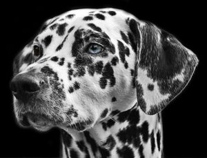 Google Foto permette di scoprire le razze di cani e gatti con l'intelligenza artificiale