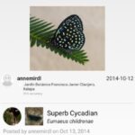 iNaturalist Android