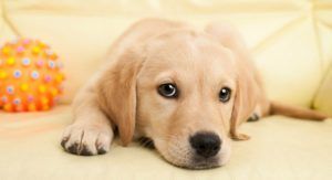 Xiaomi presenta un fitness e GPS tracker per il tuo cane