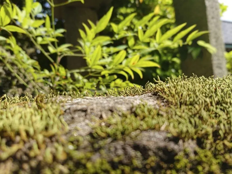 Xperia-XZ2-Premium-Sample_8-800×600