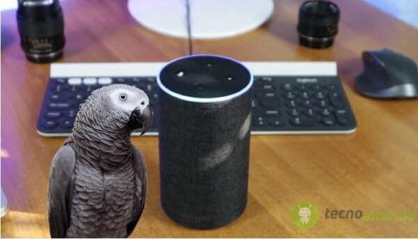 amazon echo rocco