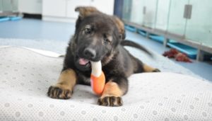 hina-police-dogs-clonati-clonazione-allenamento
