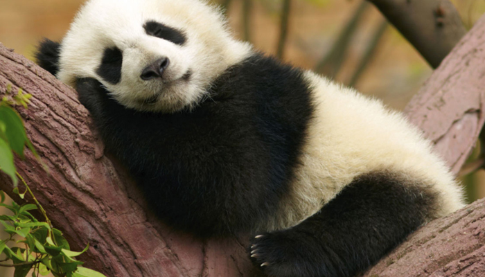 panda-gigante-cina-riconoscimento-facciale