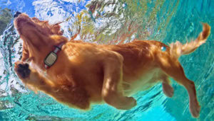 Kippy EVO, vi presentiamo il primo pet smartphone al mondo