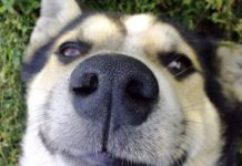 app impronte nasali cani
