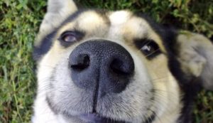app impronte nasali cani