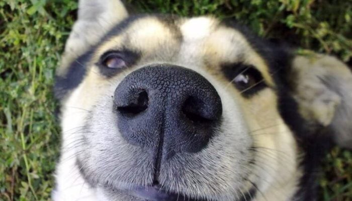 app impronte nasali cani
