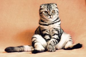 malware video gattini