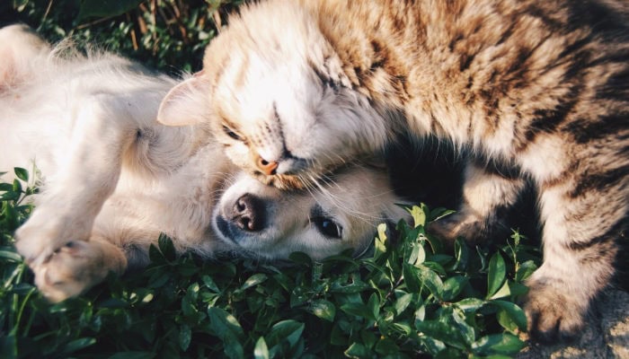 Arlo Ultra è Pet Friendly, la videosorveglianza per i vostri animali
