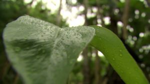 Amazzonia: la pioggia arriva oggi, ma ecco la verità e molto altro