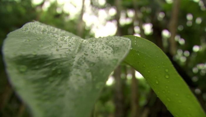 Amazzonia: la pioggia arriva oggi, ma ecco la verità e molto altro