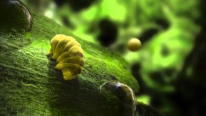 luna tardigradi batteri colonizzatori