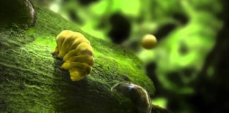 luna tardigradi batteri colonizzatori