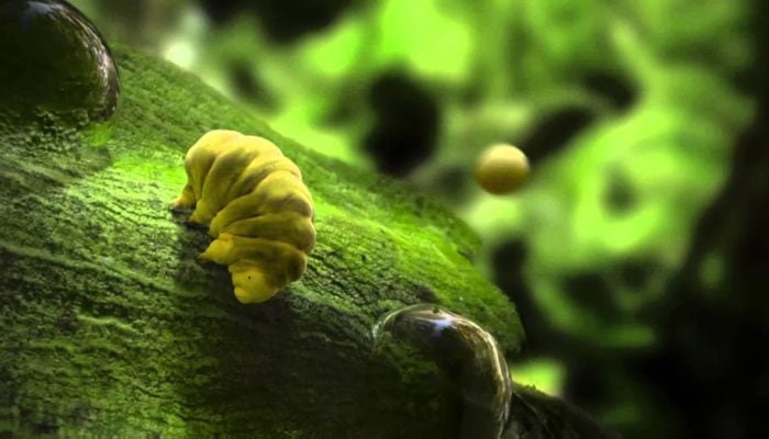 luna tardigradi batteri colonizzatori
