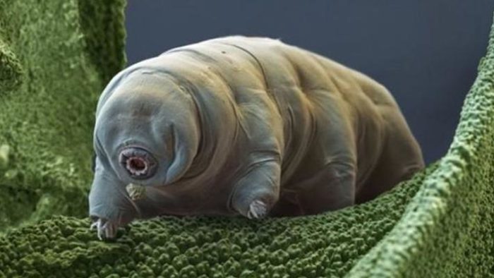 tardigradi luna