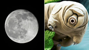 tardigradi luna