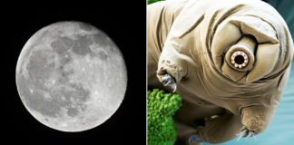 tardigradi luna