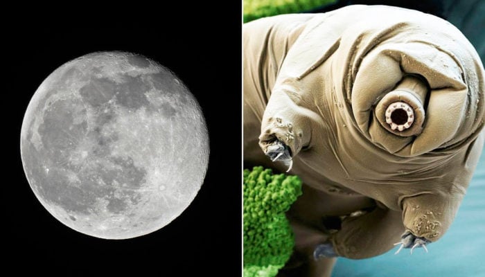 tardigradi luna