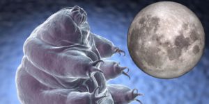tardigradi sulla luna
