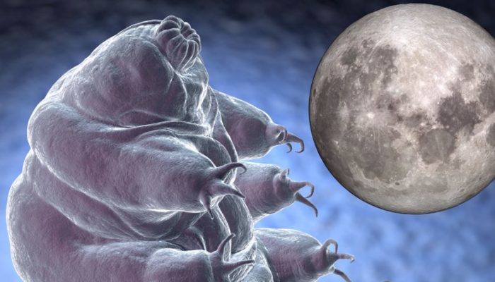 tardigradi sulla luna