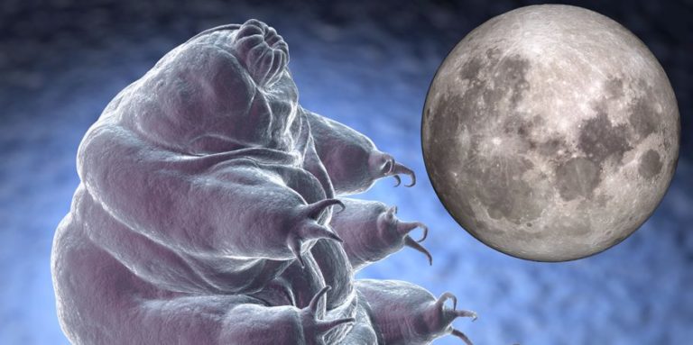 tardigradi sulla luna