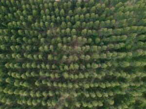 HP a fianco del WWF per la protezione e la rigenerazione delle foreste