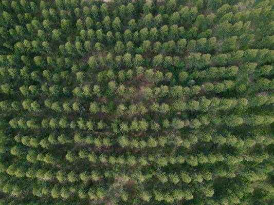 HP a fianco del WWF per la protezione e la rigenerazione delle foreste