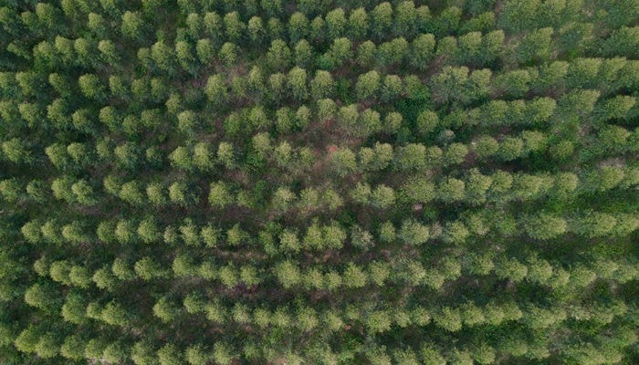 HP a fianco del WWF per la protezione e la rigenerazione delle foreste