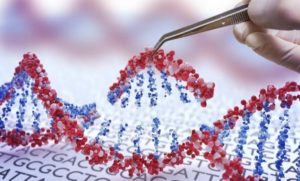 dna prime diting