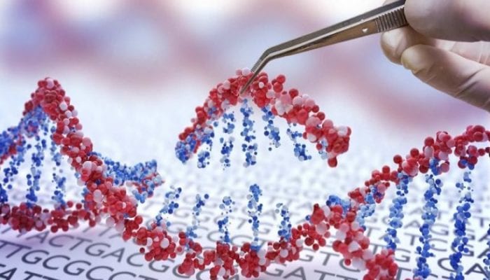 dna prime diting