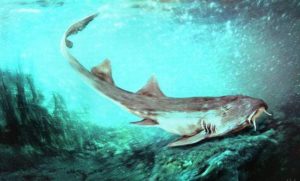 squalo preistorico nuova specie